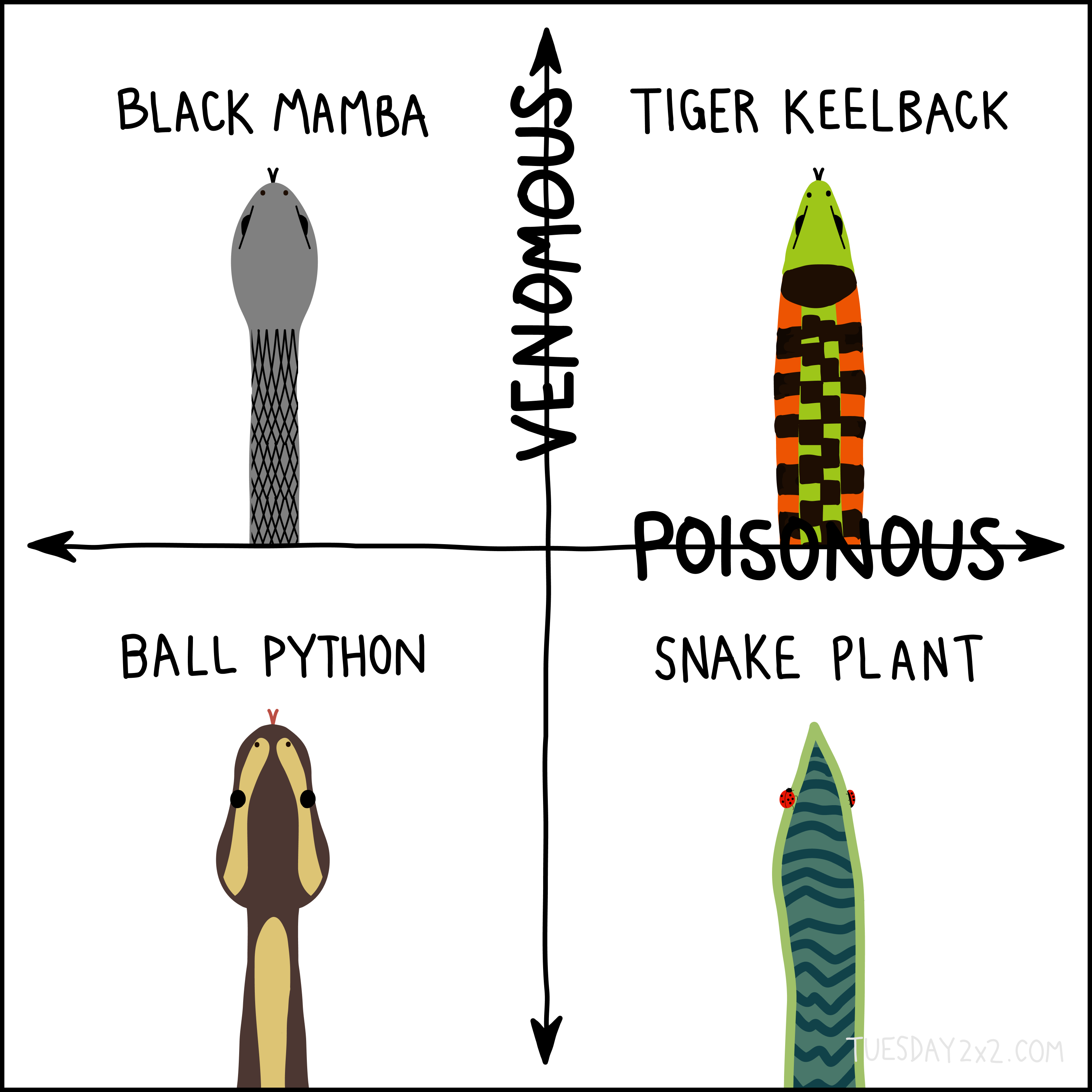 This image is a 2x2 chart with the x-axis labeled "Poisonous" (pointing to the right) and the y-axis labeled "Venomous" (pointing upward). The four quadrants are labeled with illustrations of different entities: - **Top-left quadrant (Venomous, Not Poisonous):** A black mamba snake is illustrated, with the label "BLACK MAMBA." - **Top-right quadrant (Venomous and Poisonous):** A tiger keelback snake is illustrated, with the label "TIGER KEELBACK." - **Bottom-left quadrant (Not Venomous, Not Poisonous):** A ball python snake is illustrated, with the label "BALL PYTHON." - **Bottom-right quadrant (Poisonous, Not Venomous):** A snake plant is illustrated, with the label "SNAKE PLANT." The chart uses simple, stylized illustrations to depict each organism.